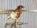 Large antique single singing bird-in-cage, by Phallibois
