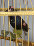 Large Double Singing bird cage by Reuge