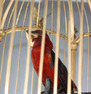 A stunning and very fine gilt bronze and Sevres plaque single singing bird-in-cage, by Bontems