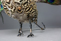 Antique life-size walking and fantail-displaying Peacock automaton, by Roullet & Decamps,