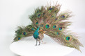 A very rare antique walking and fantail-displaying Indian peacock automaton, by Roullet & Decamps