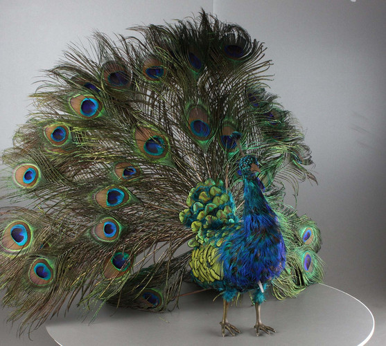 Antique musical walking Indian peacock automaton, by Roullet & Decamps