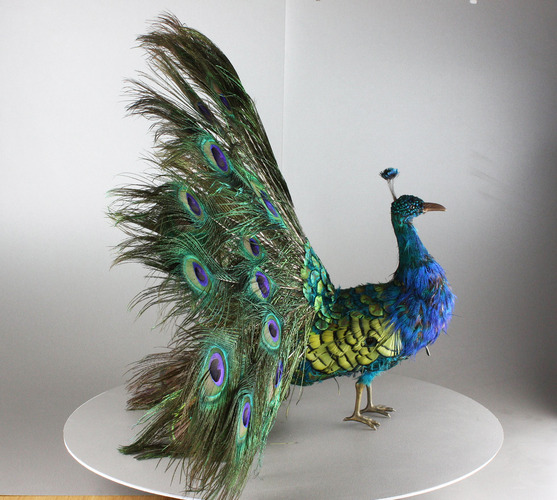 Peacock automaton, by Roullet & Decamps