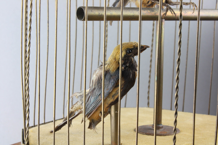 Antique coin-operated large double singing birds-in-cage, by Bontems