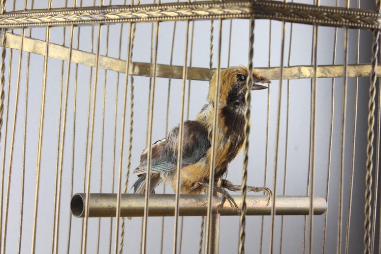 Antique coin-operated large double singing birds-in-cage, by Bontems