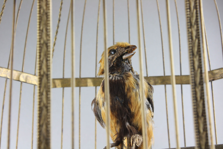 Antique coin-operated large double singing birds-in-cage, by Bontems